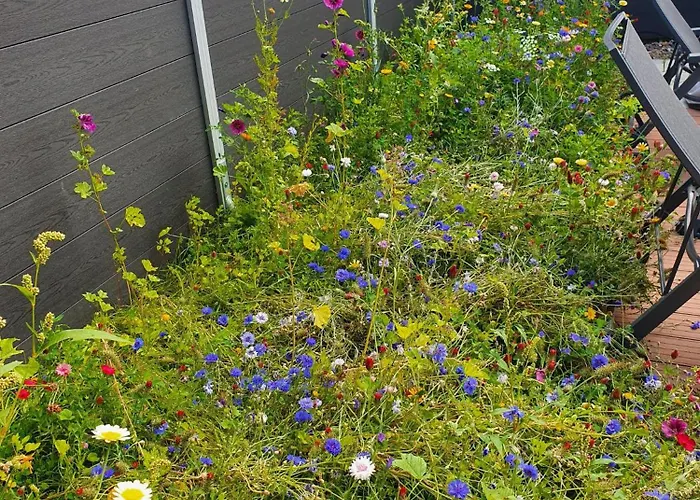 Wiesenpieper Hébergement de vacances